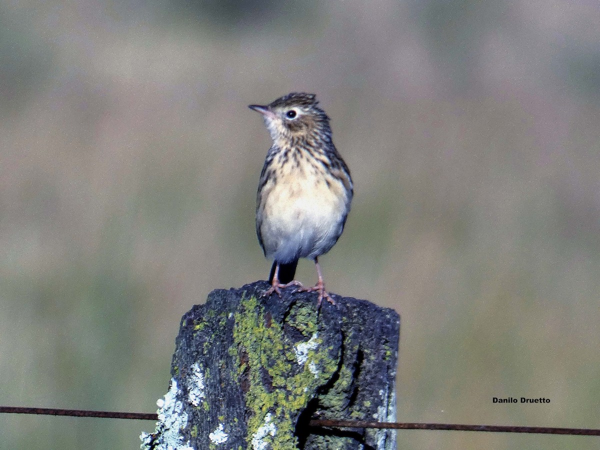 Hellmayr's Pipit - ML158466001