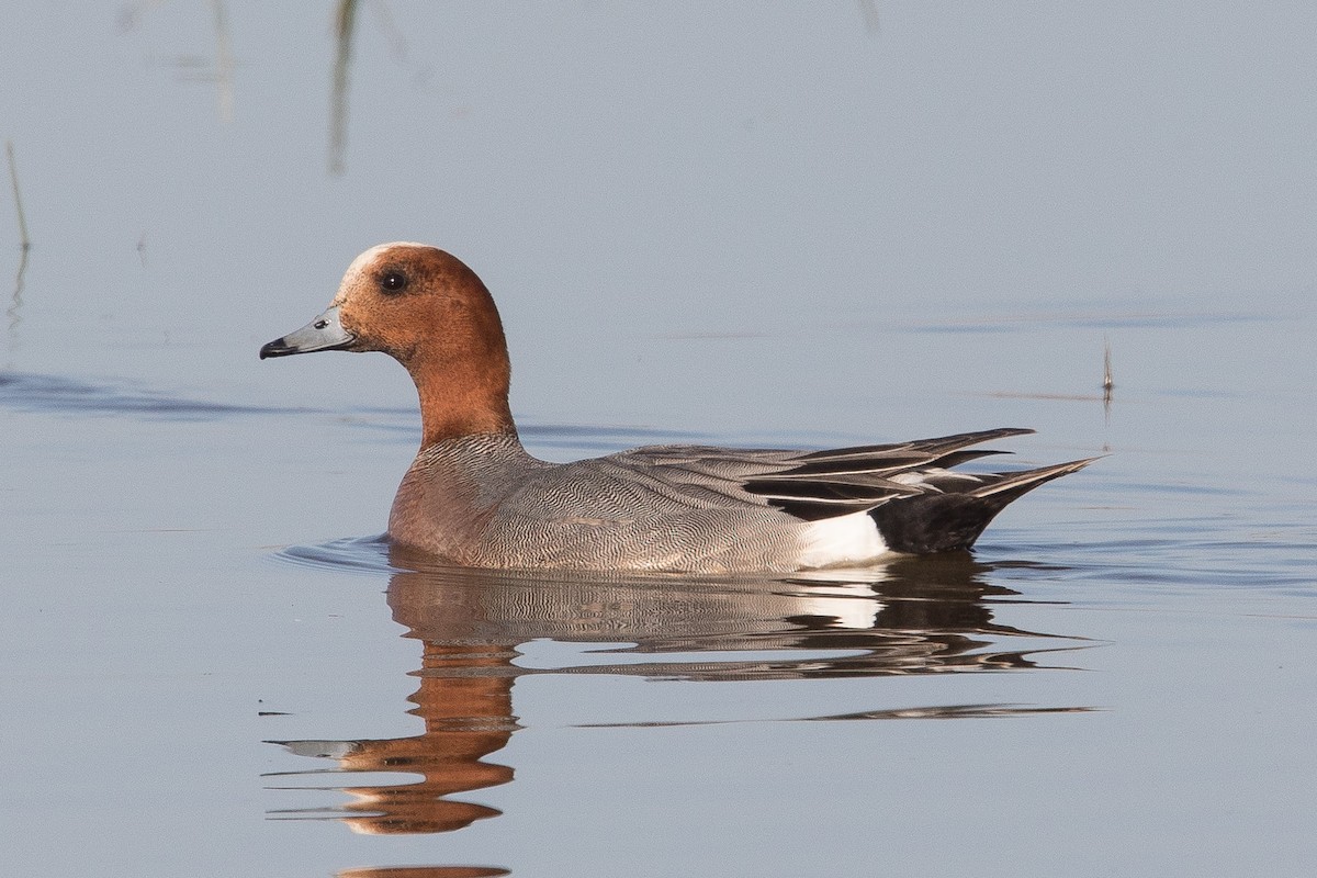 Eurasian Wigeon - ML158466321