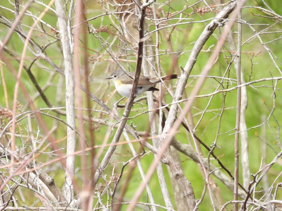 American Redstart - Tom Olson