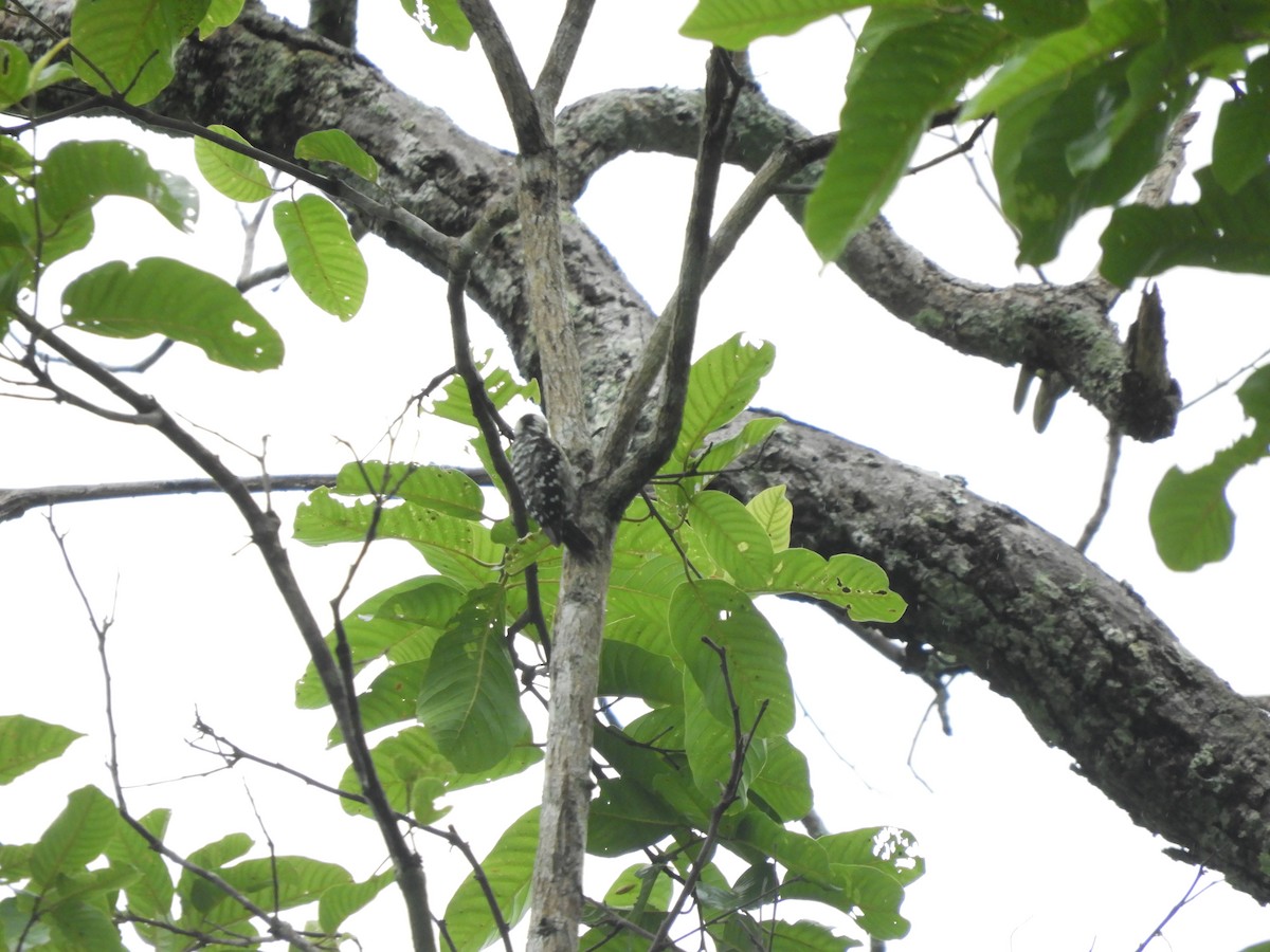 Dendrocopos sp. - ML158467331