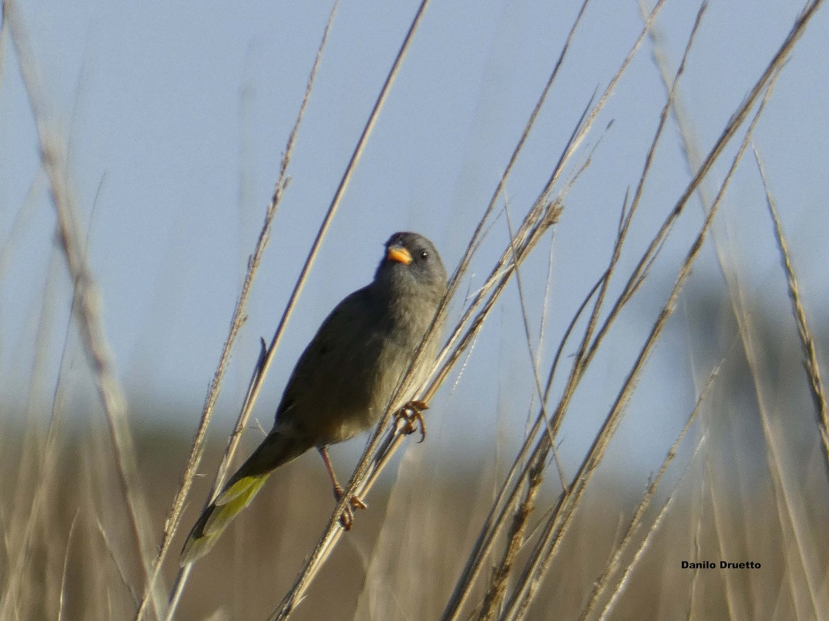 Great Pampa-Finch - ML158467861