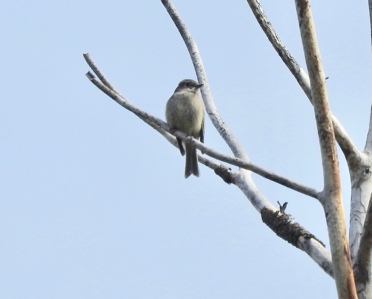 Hammond's Flycatcher - Tom Zavitz