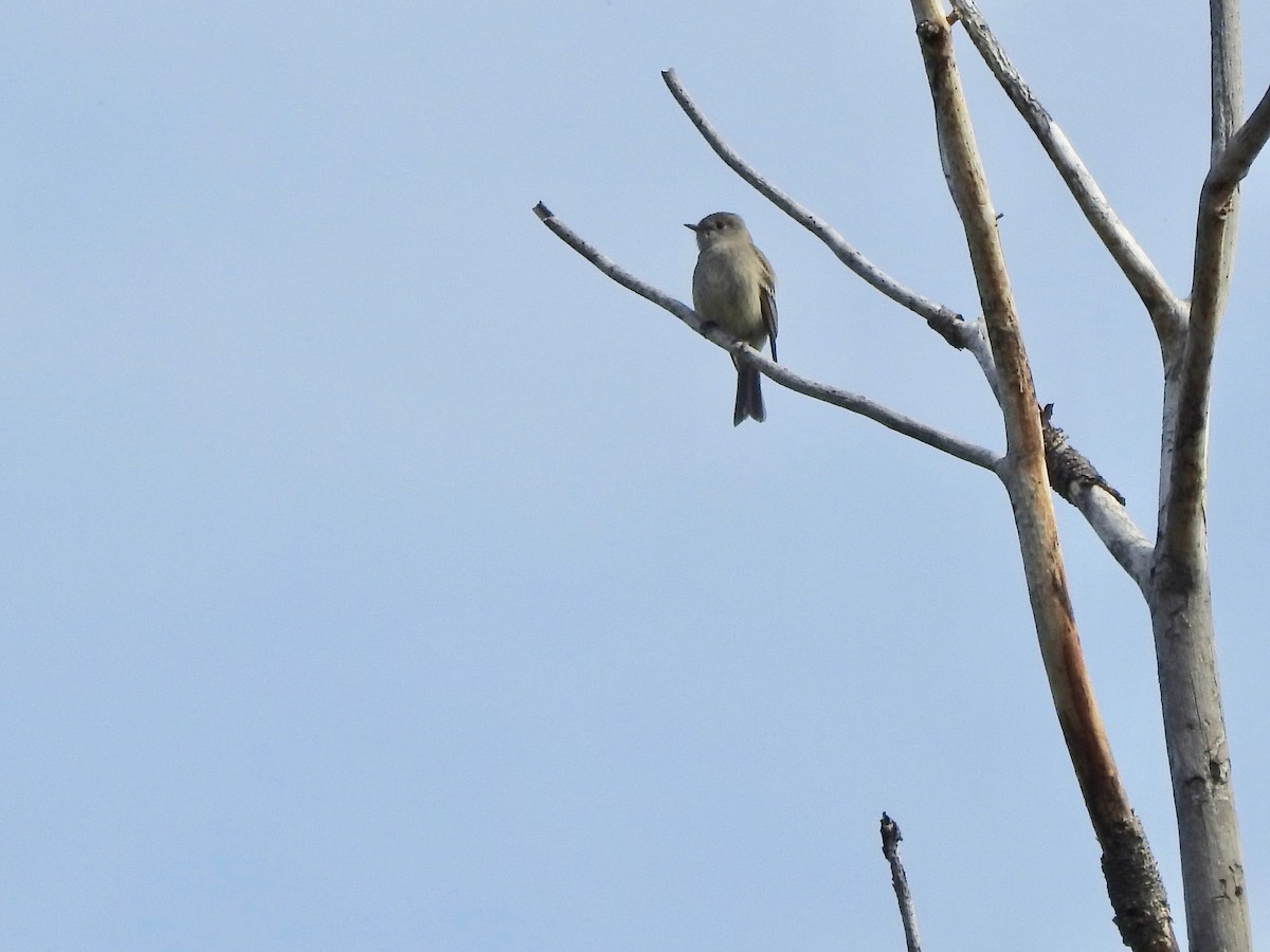 Hammond's Flycatcher - Tom Zavitz