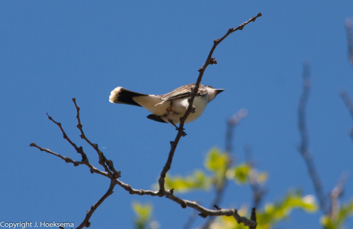 Eastern Kingbird - ML158469601