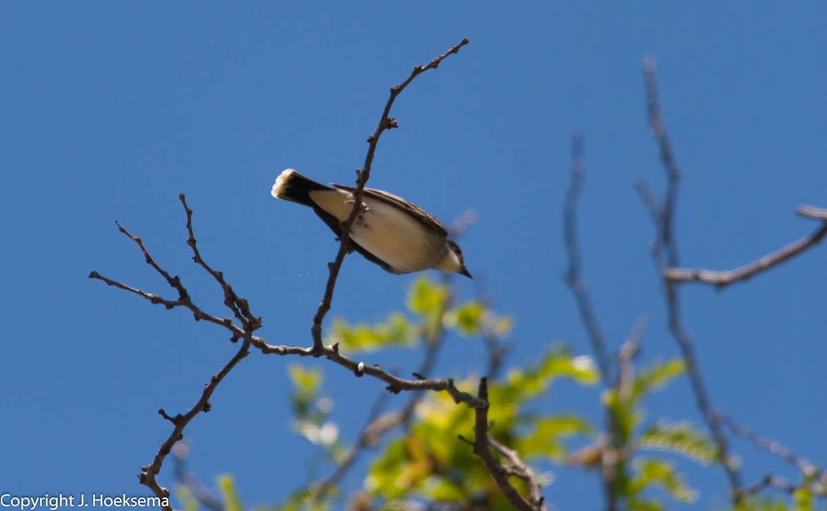 Eastern Kingbird - ML158469621