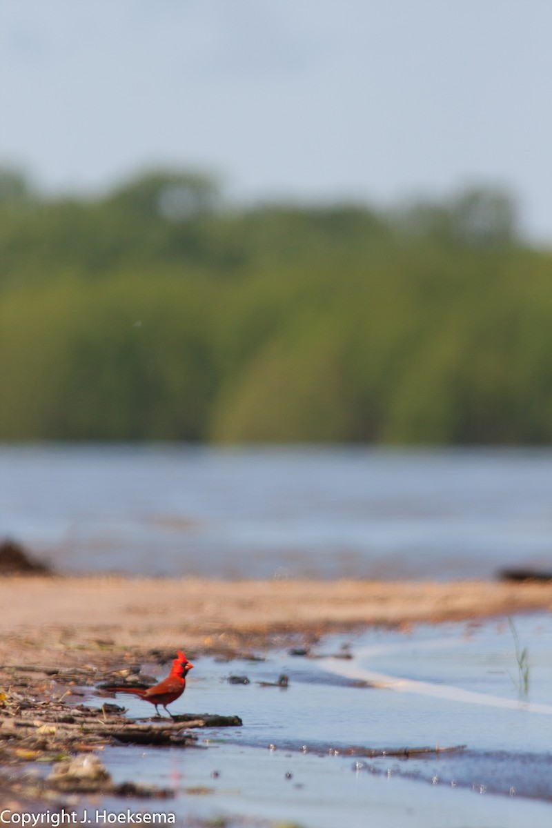 Northern Cardinal - Jason Hoeksema