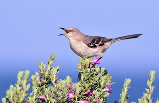Northern Mockingbird