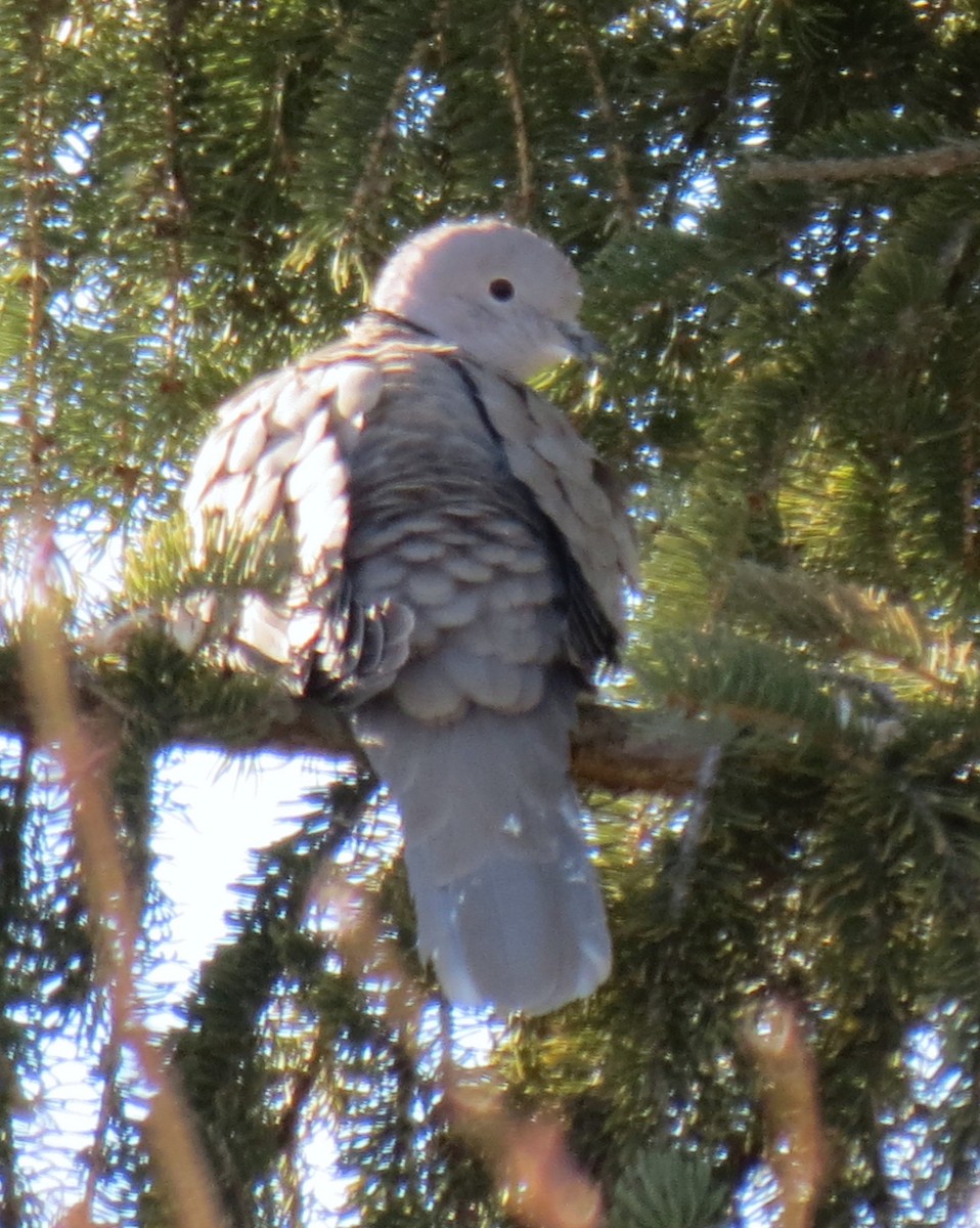 Eurasian Collared-Dove - ML158472961