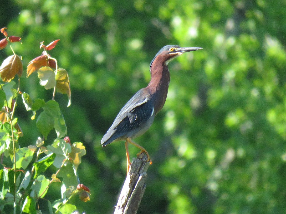 Green Heron - ML158473011