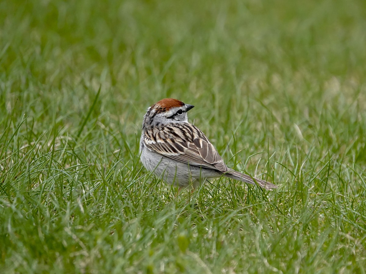 Chipping Sparrow - ML158473251