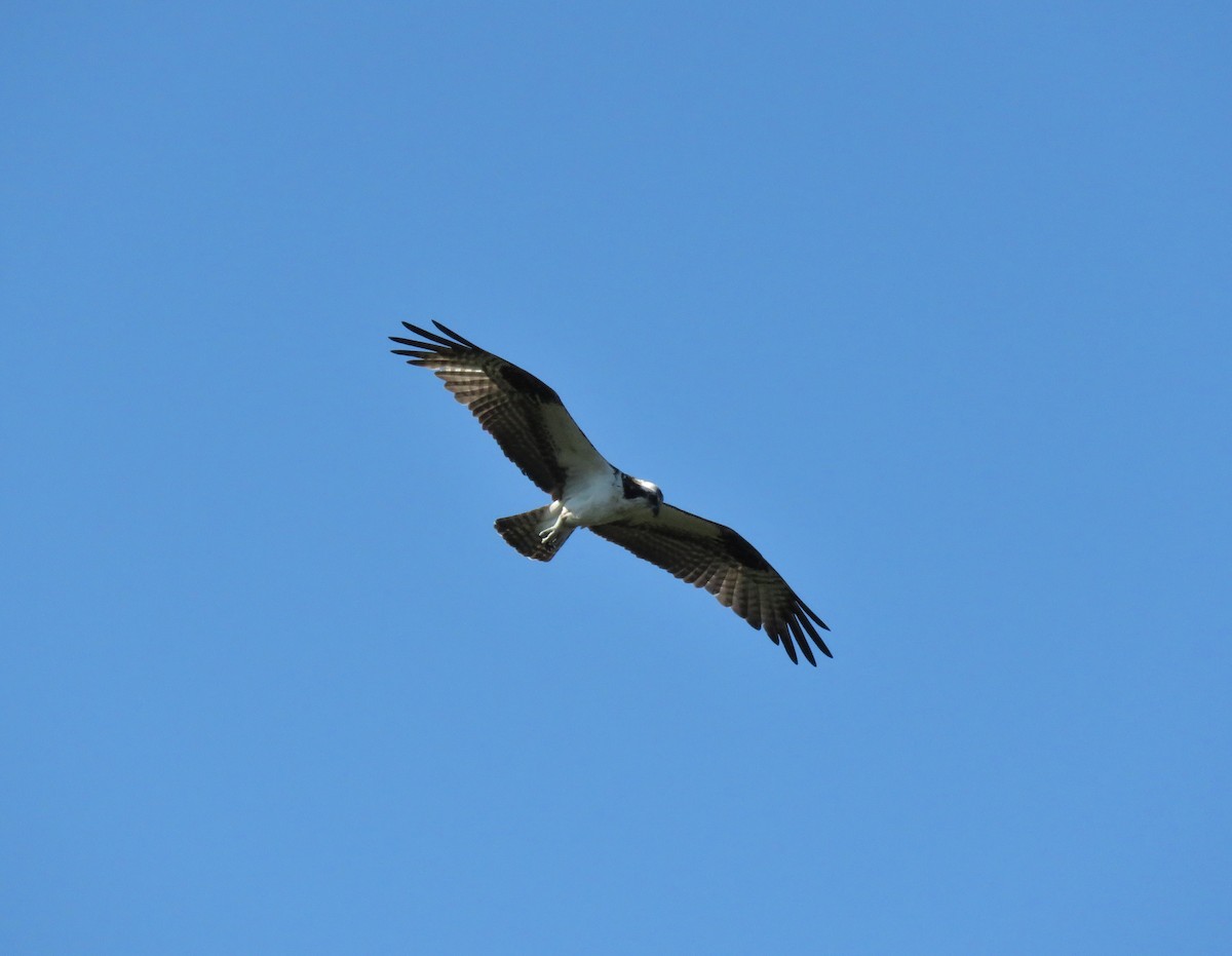 Osprey - Mark Goodwin