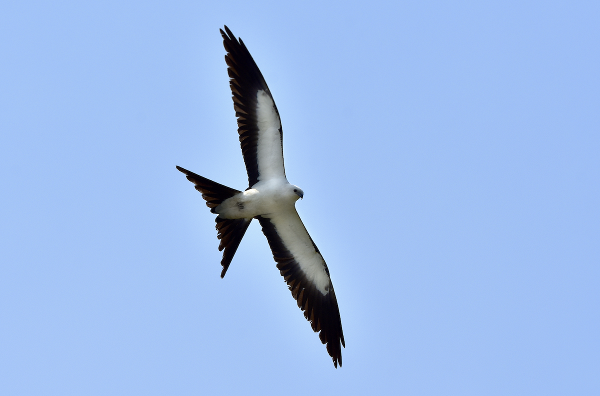 Swallow-tailed Kite - ML158475541