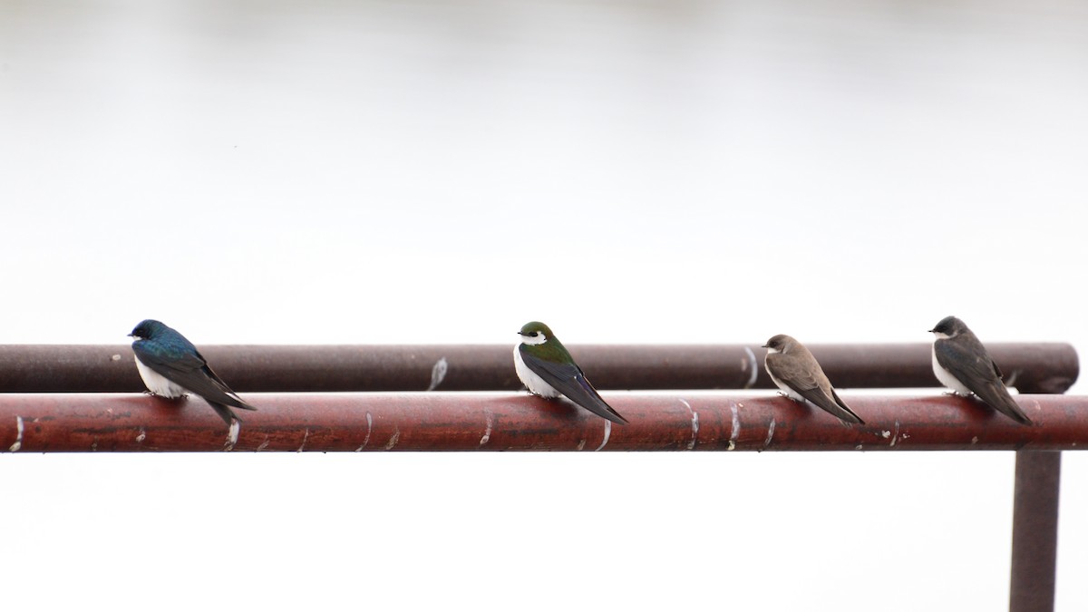 Violet-green Swallow - ML158476181