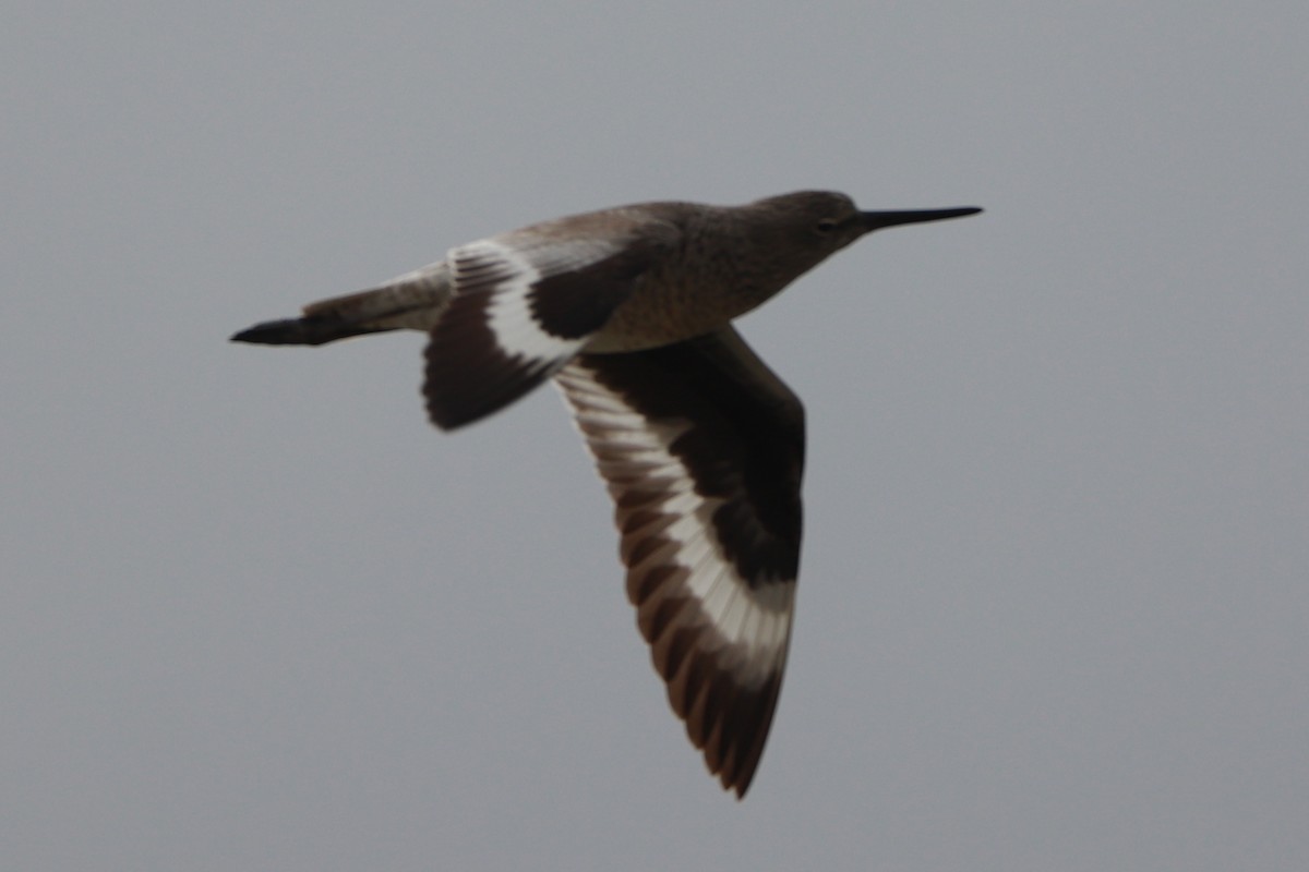 Willet - Bez Bezuidenhout