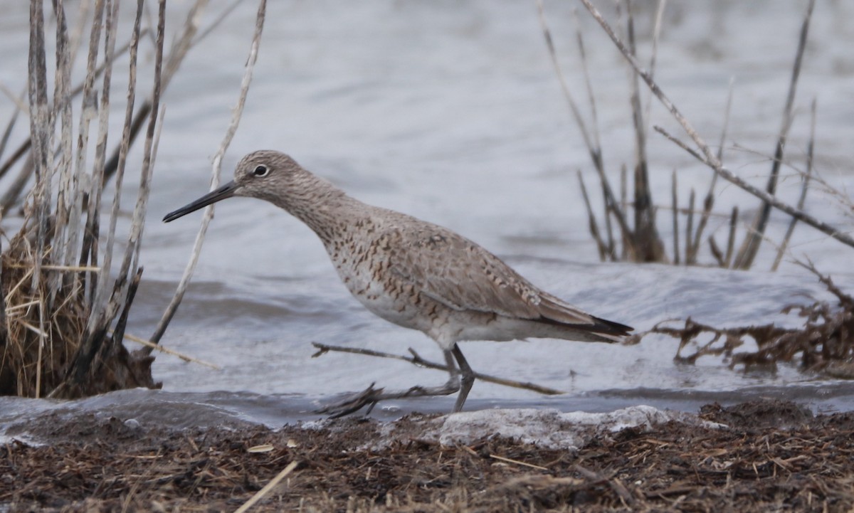 Willet - Bez Bezuidenhout