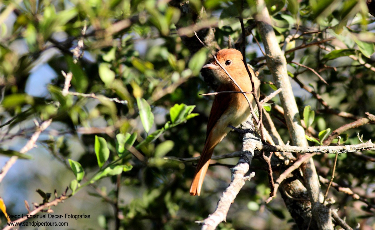 Rufous Casiornis - ML158478421