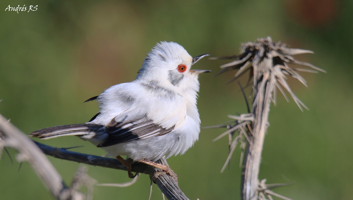 Sardinian Warbler - ML158479041