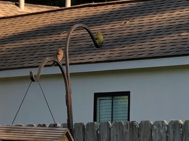 American Goldfinch - ML158479341