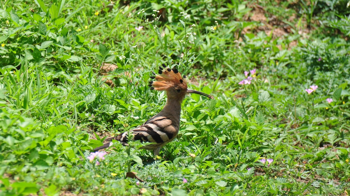 ヤツガシラ - ML158479931