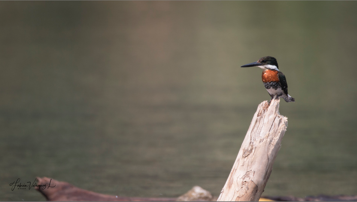 Green Kingfisher - Fabian Velasquez Lopez