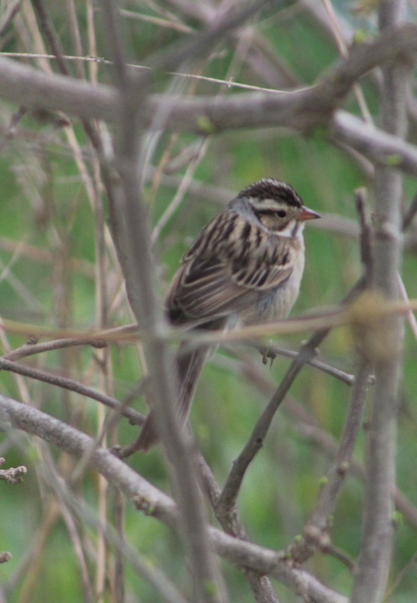 Clay-colored Sparrow - ML158481681