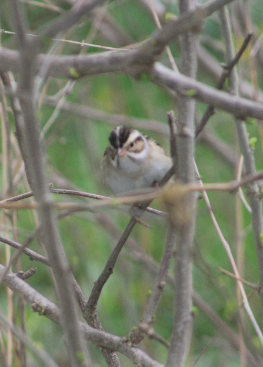 Clay-colored Sparrow - ML158481721