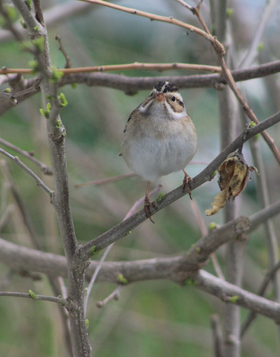 Clay-colored Sparrow - ML158481741