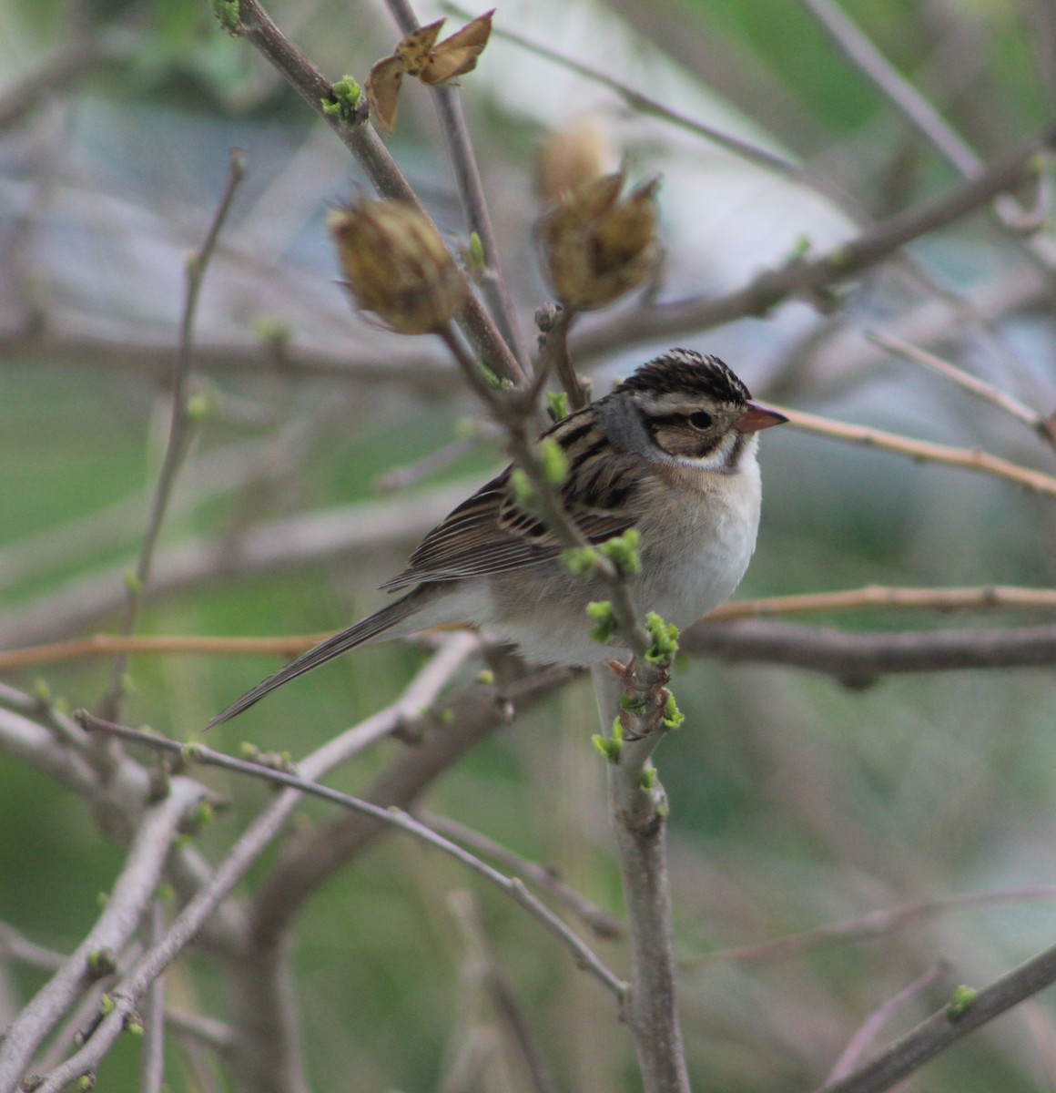 Clay-colored Sparrow - christopher clark
