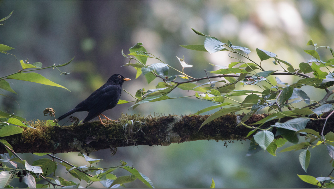 Black Thrush - Fabian Velasquez Lopez