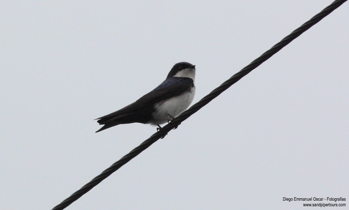 Blue-and-white Swallow - ML158482101