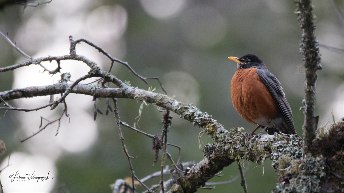 American Robin - Fabian Velasquez Lopez