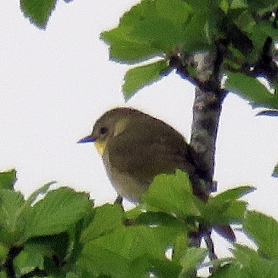 Common Yellowthroat - ML158483711