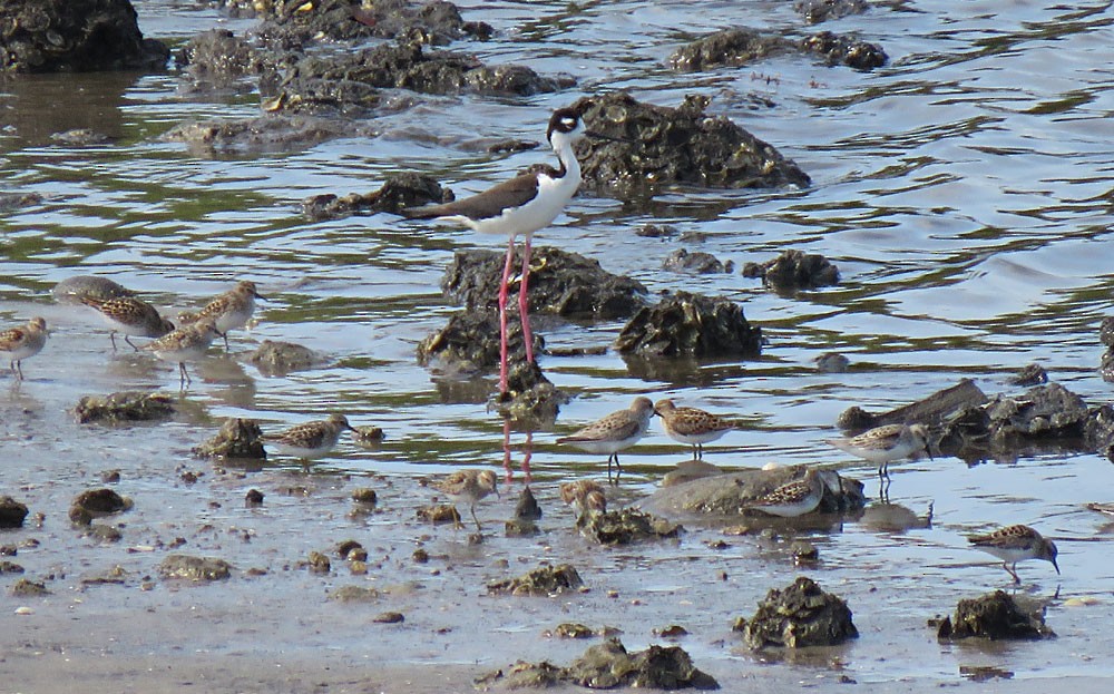 Black-necked Stilt - ML158484141