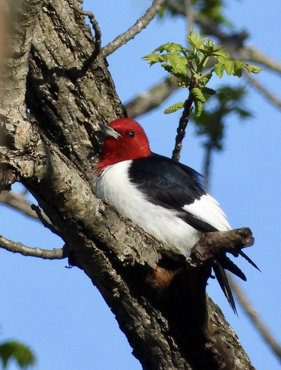 Red-headed Woodpecker - ML158485771