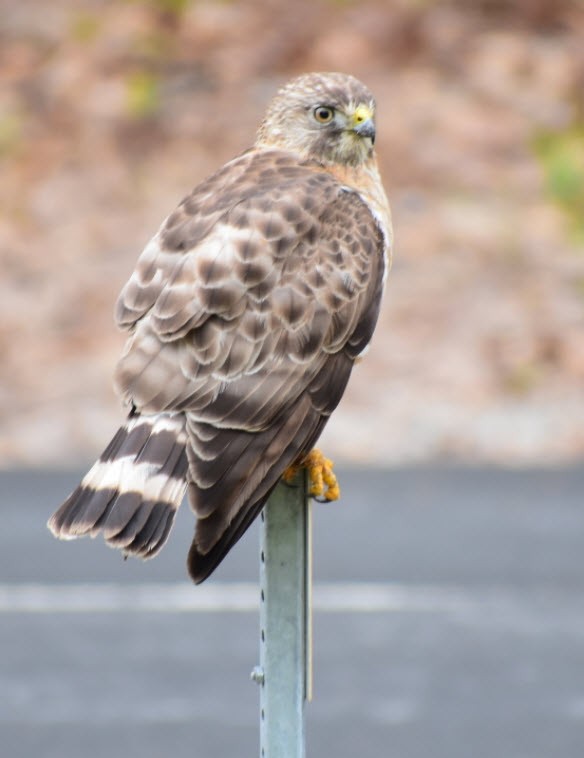 Broad-winged Hawk - Angela Neilson