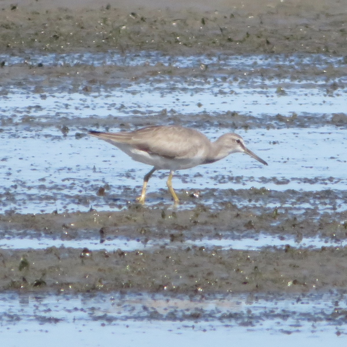 Gray-tailed Tattler - ML158486311