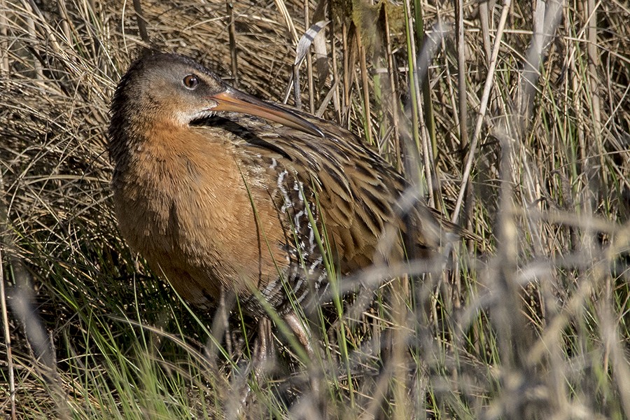 King Rail - Jim  Carr