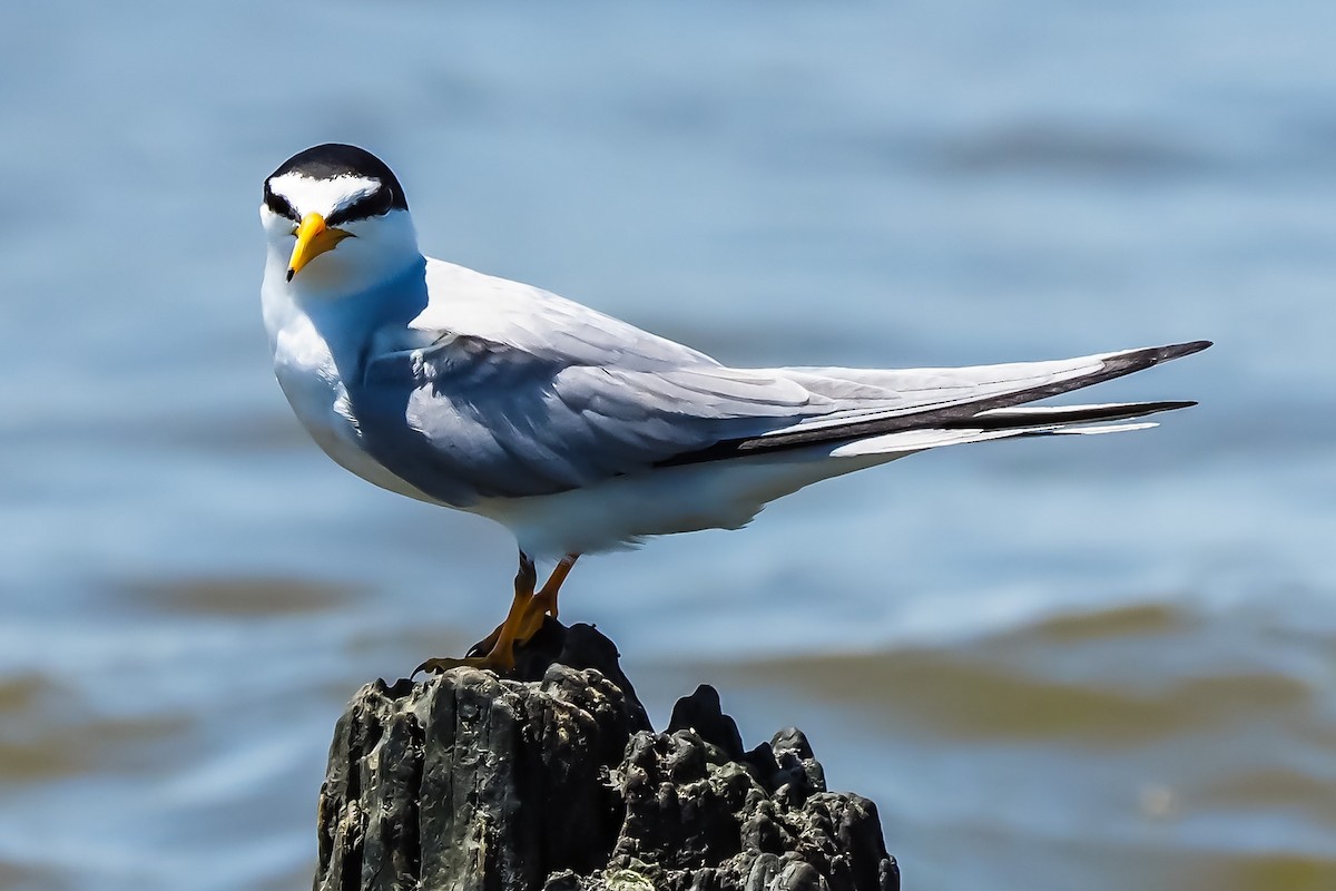 Least Tern - ML158486761