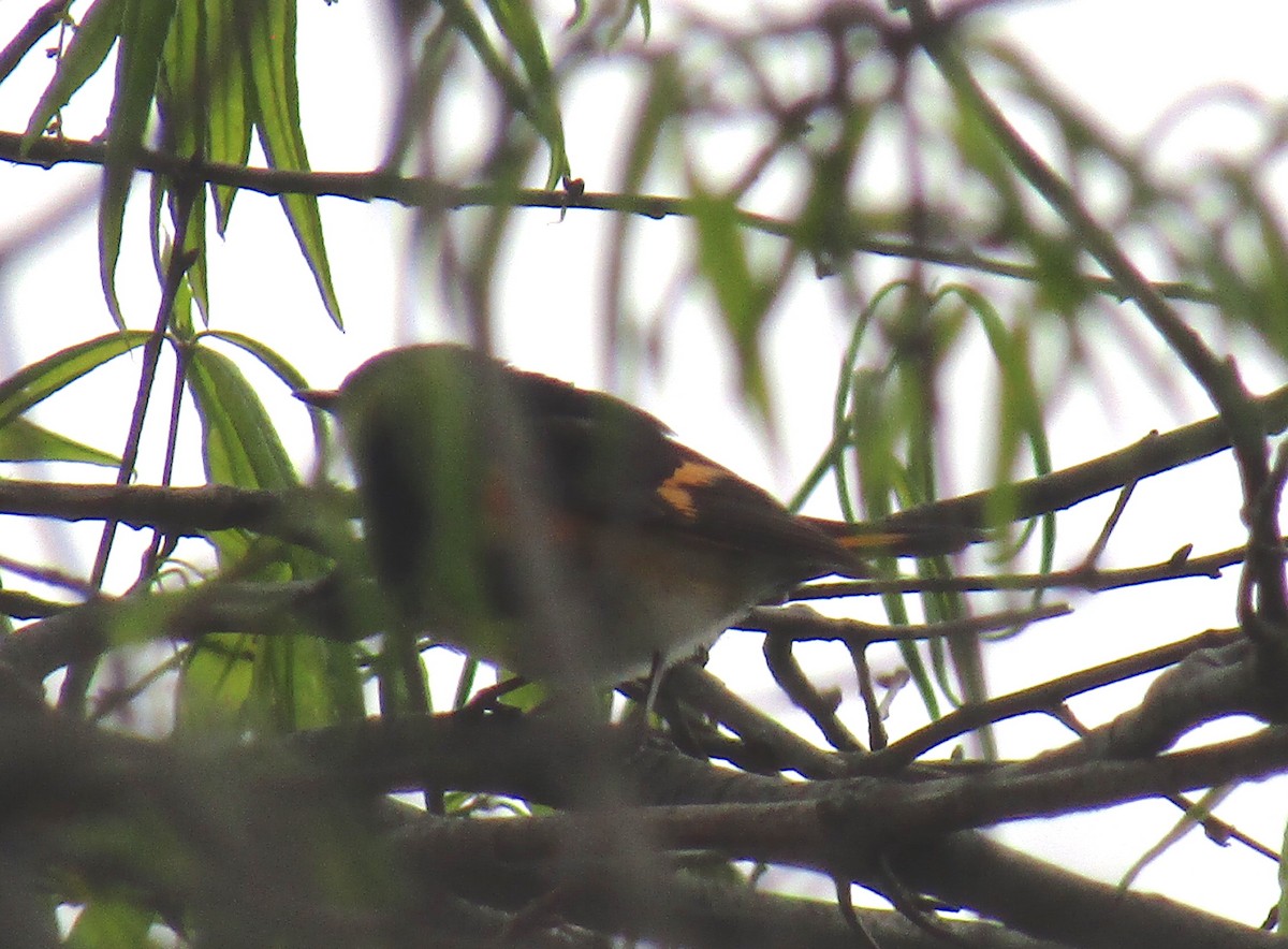 American Redstart - ML158487591