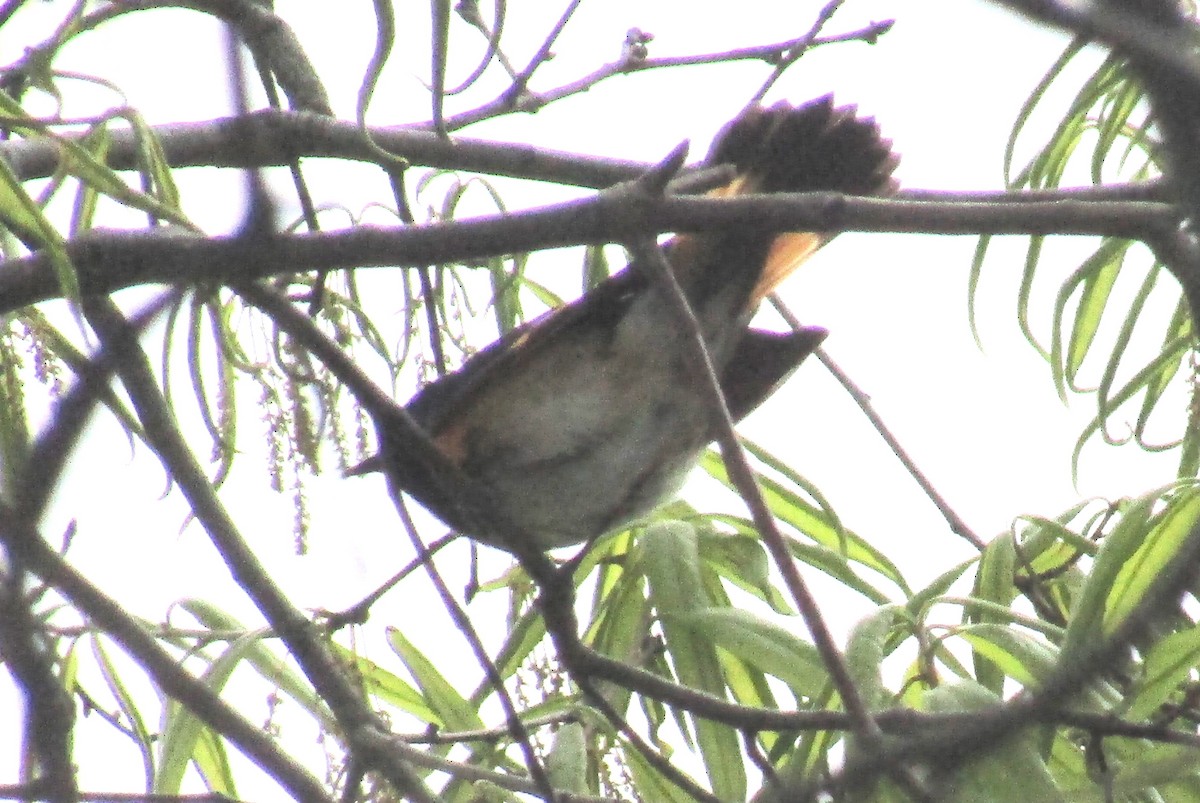 American Redstart - ML158487601