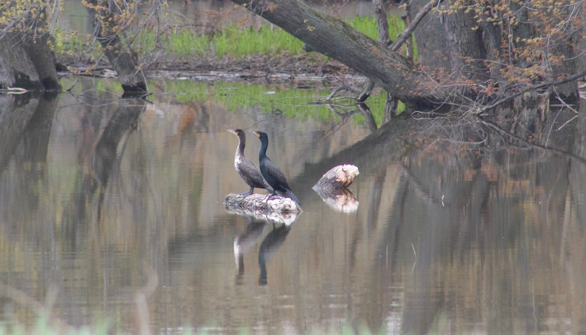 Double-crested Cormorant - ML158488221