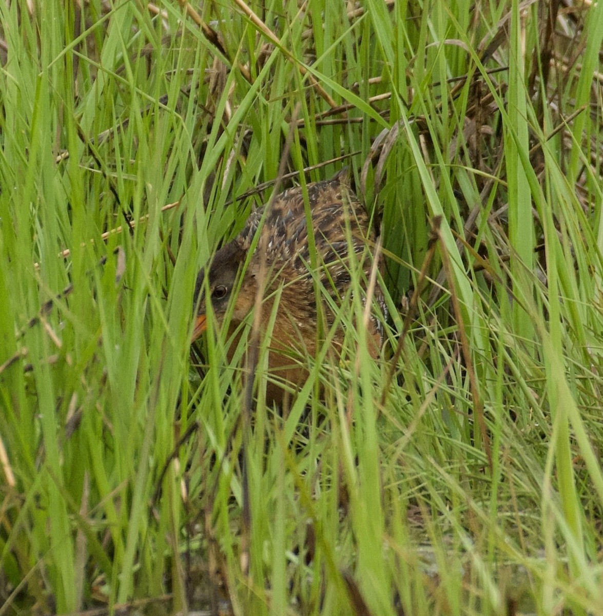 King Rail - Dan Rottino