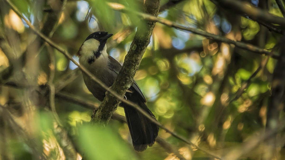 Chestnut-backed Laughingthrush - ML158489681