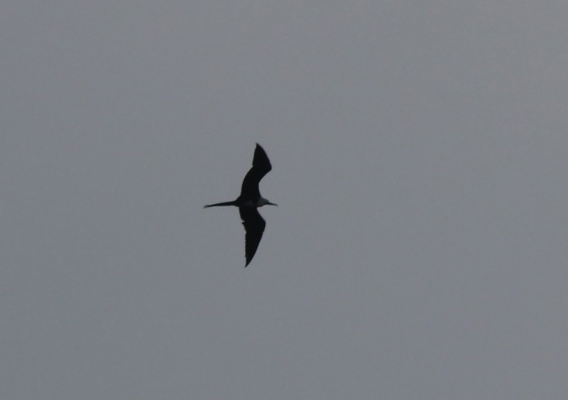 Magnificent Frigatebird - ML158490561