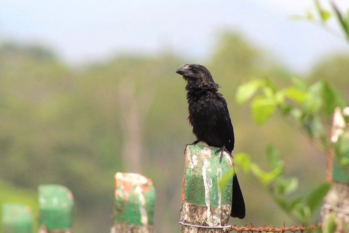 Smooth-billed Ani - David Riaño Cortés