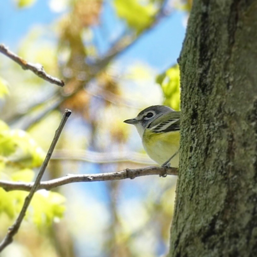 Vireo Solitario - ML158492611