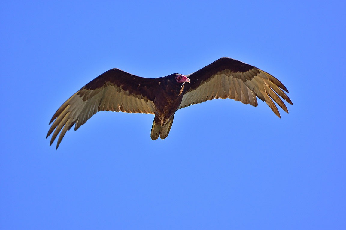 Turkey Vulture - ML158492701