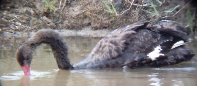 Black Swan - ML158497131