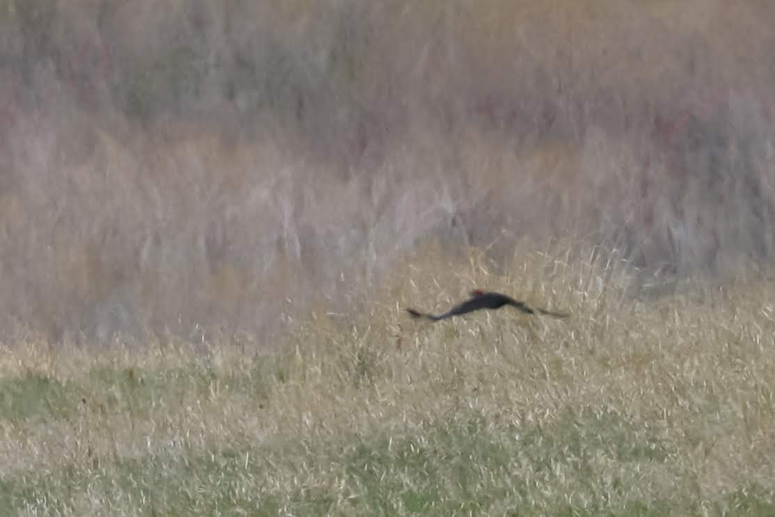 Pileated Woodpecker - ML158497141