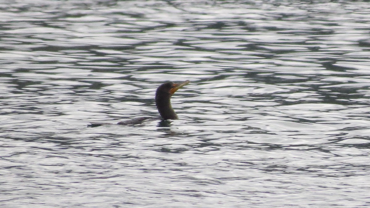 Double-crested Cormorant - ML158497311